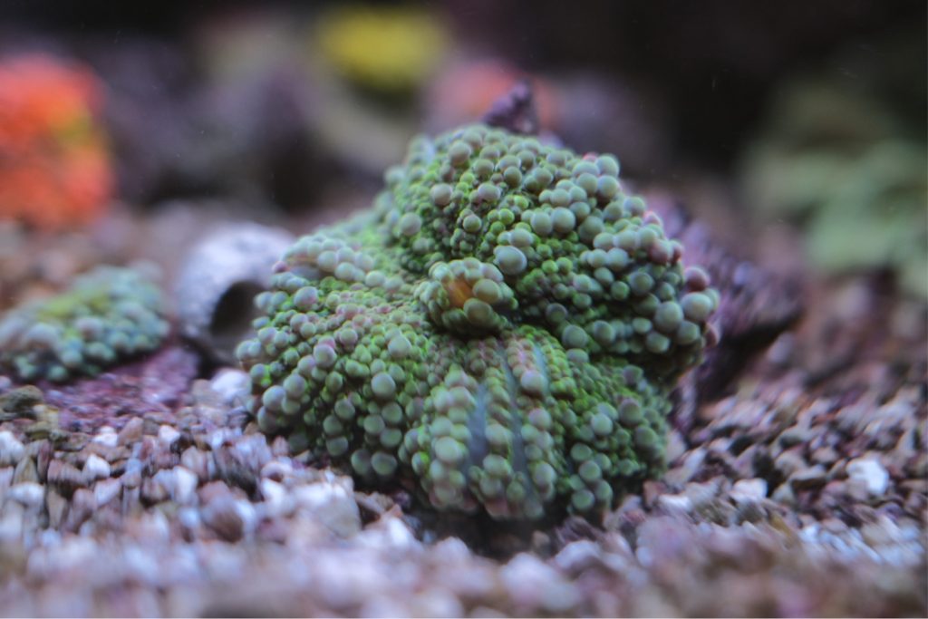 Green Ricordea Yuma Mushroom Coral
