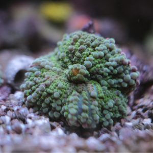 Green Ricordea Yuma Mushroom Coral