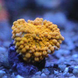 Bright Orange Ricordea Yuma Mushroom Coral