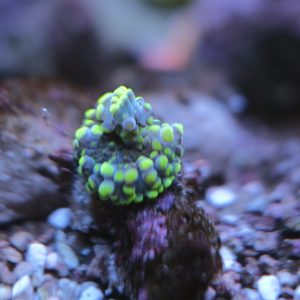 Yellow Green Godzilla Ricordea Yuma Mushroom Coral