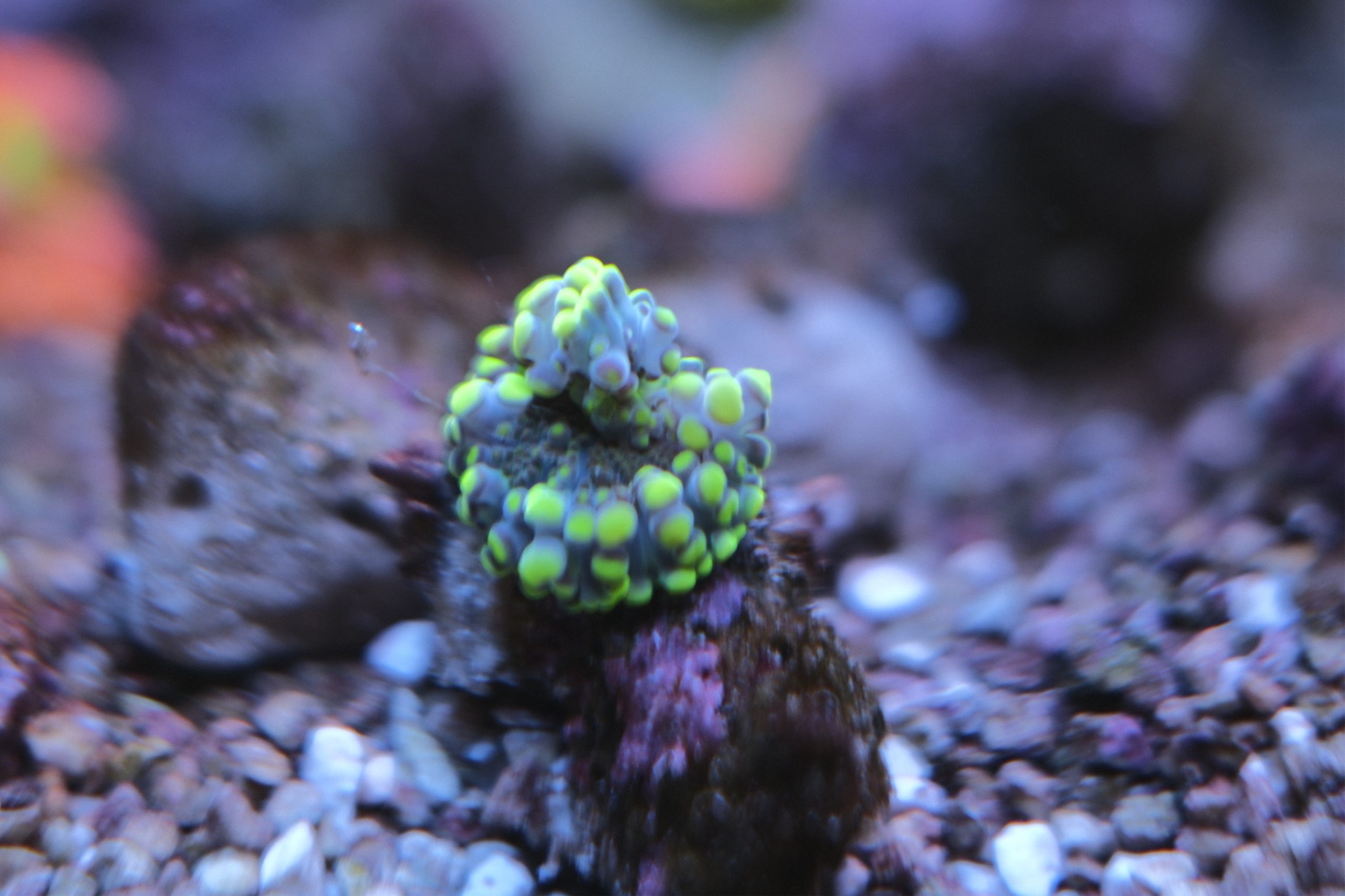 Yellow Green Godzilla Ricordea Yuma Mushroom Coral