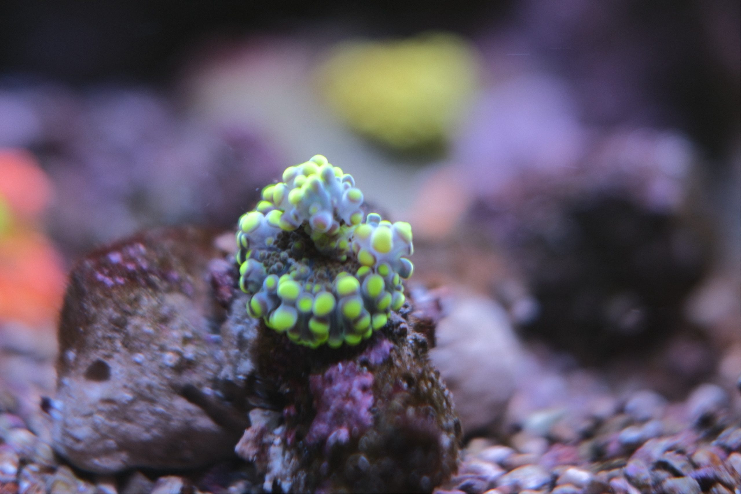 Yellow Green Godzilla Ricordea Yuma Mushroom Coral
