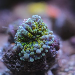 Rainbow Ricordea Yuma Mushroom Coral