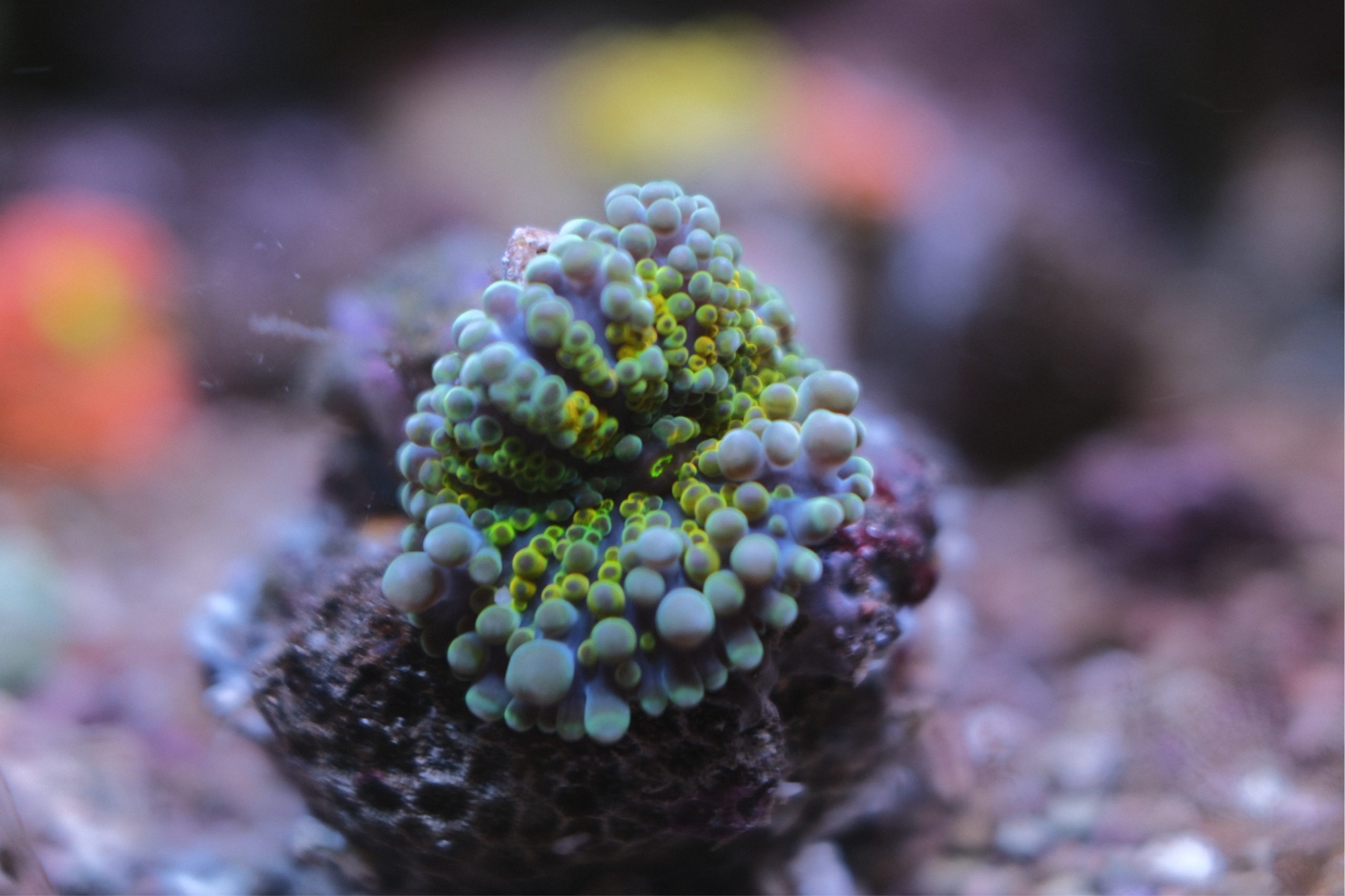 Rainbow Ricordea Yuma Mushroom Coral