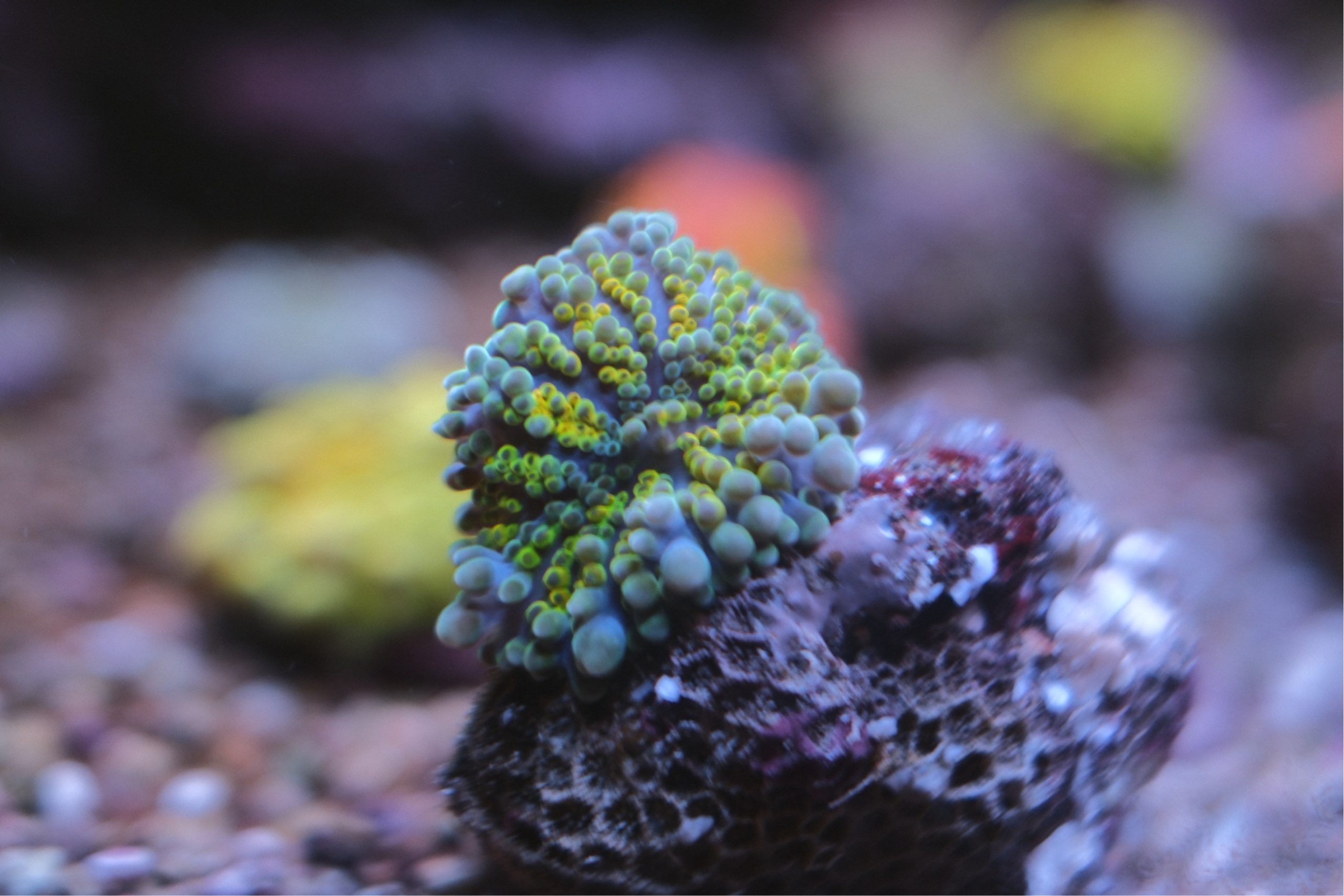 Rainbow Ricordea Yuma Mushroom Coral