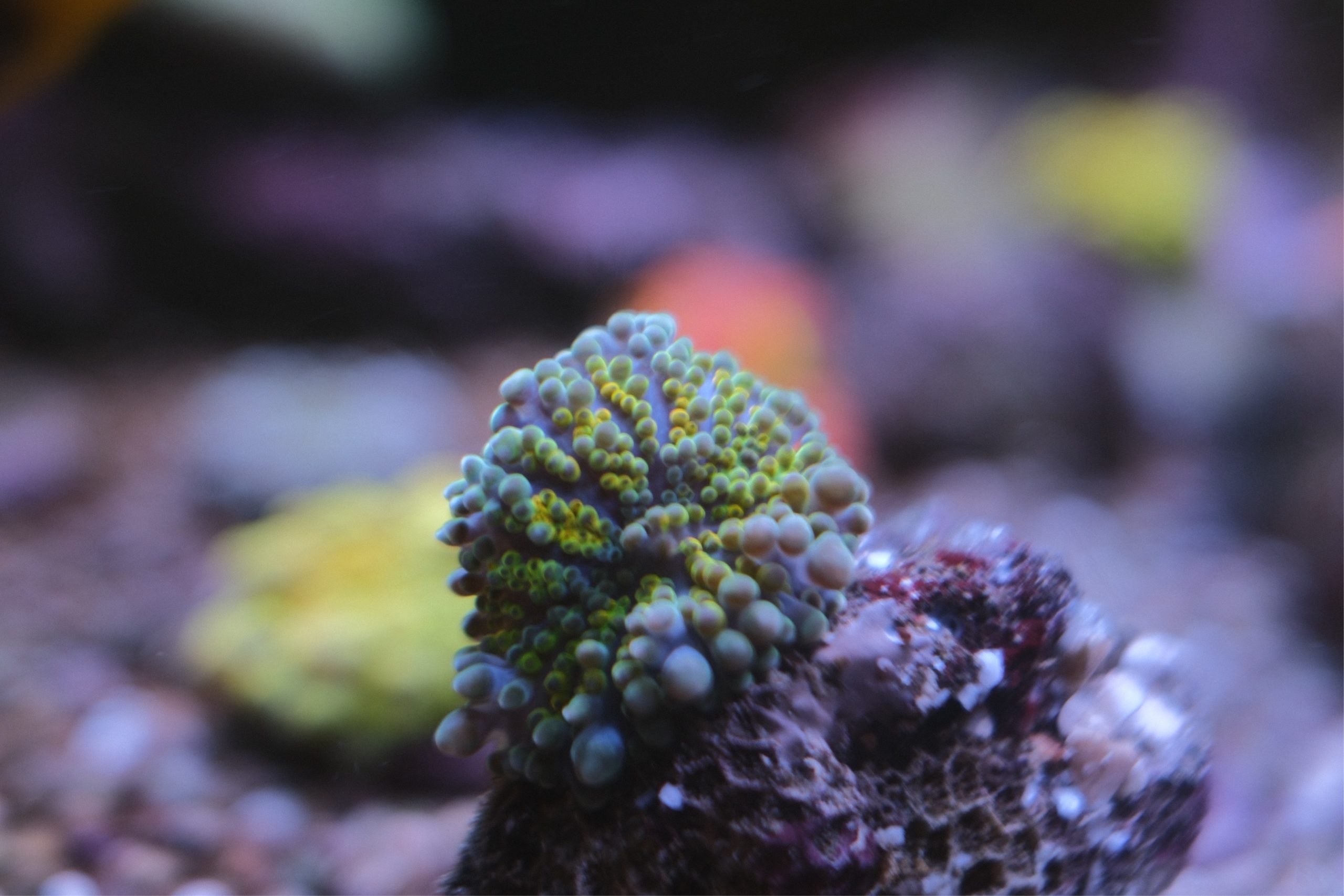 Rainbow Ricordea Yuma Mushroom Coral