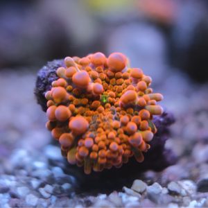 Red Orange Ricordea Yuma Mushroom Coral