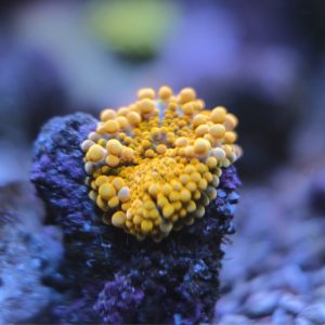 Bright Orange Ricordea Yuma Mushroom Coral