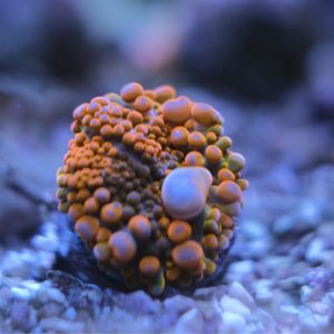 Red Orange Ricordea Yuma Mushroom Coral