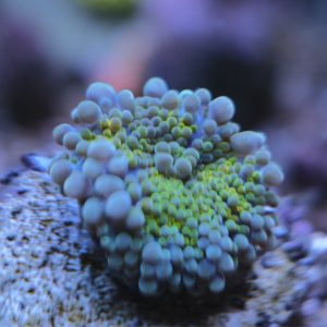 Rainbow Ricordea Yuma Mushroom Coral
