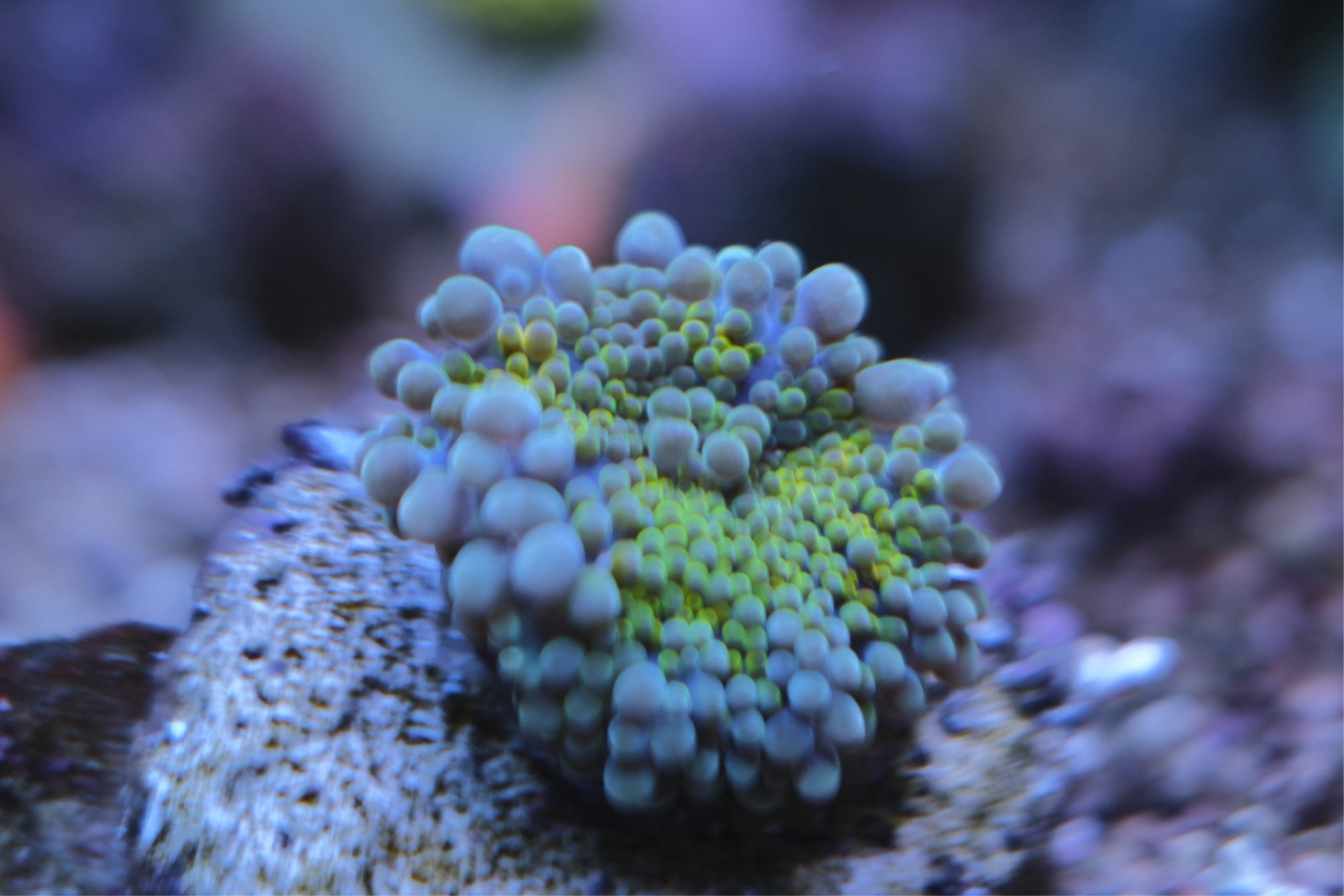 Rainbow Ricordea Yuma Mushroom Coral