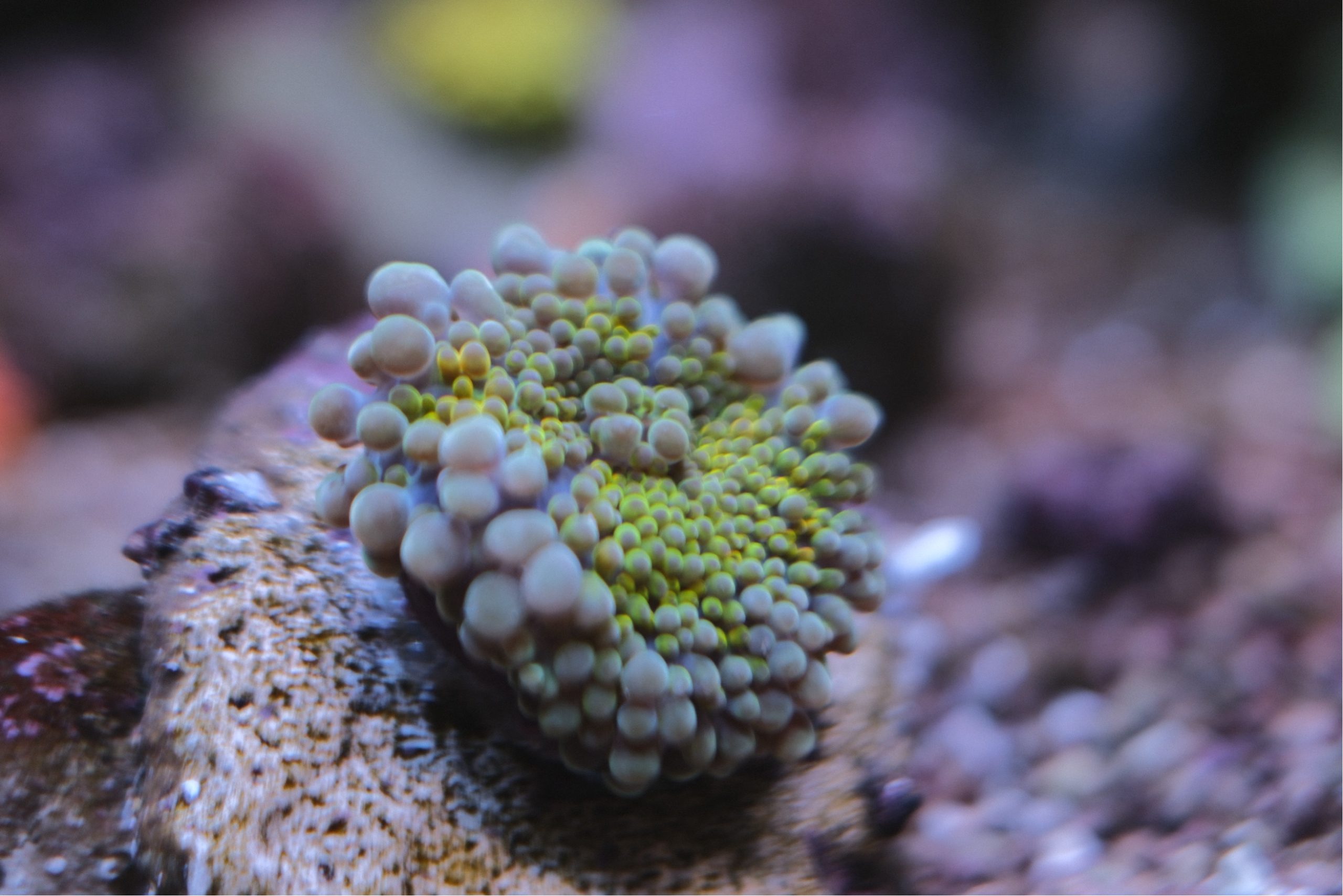 Rainbow Ricordea Yuma Mushroom Coral