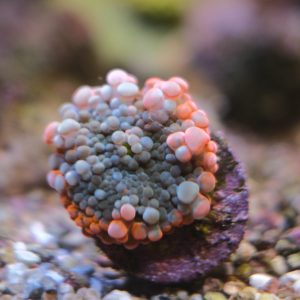 Purple Red Ricordea Yuma Mushroom Coral