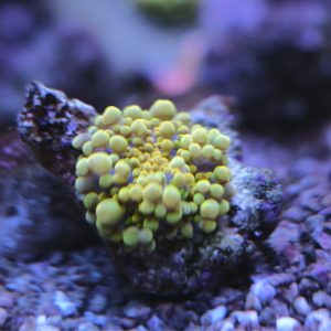 Gold Ricordea Yuma Mushroom Coral