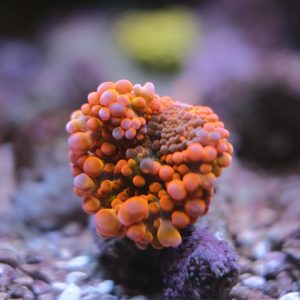 Red Orange Ricordea Yuma Mushroom Coral