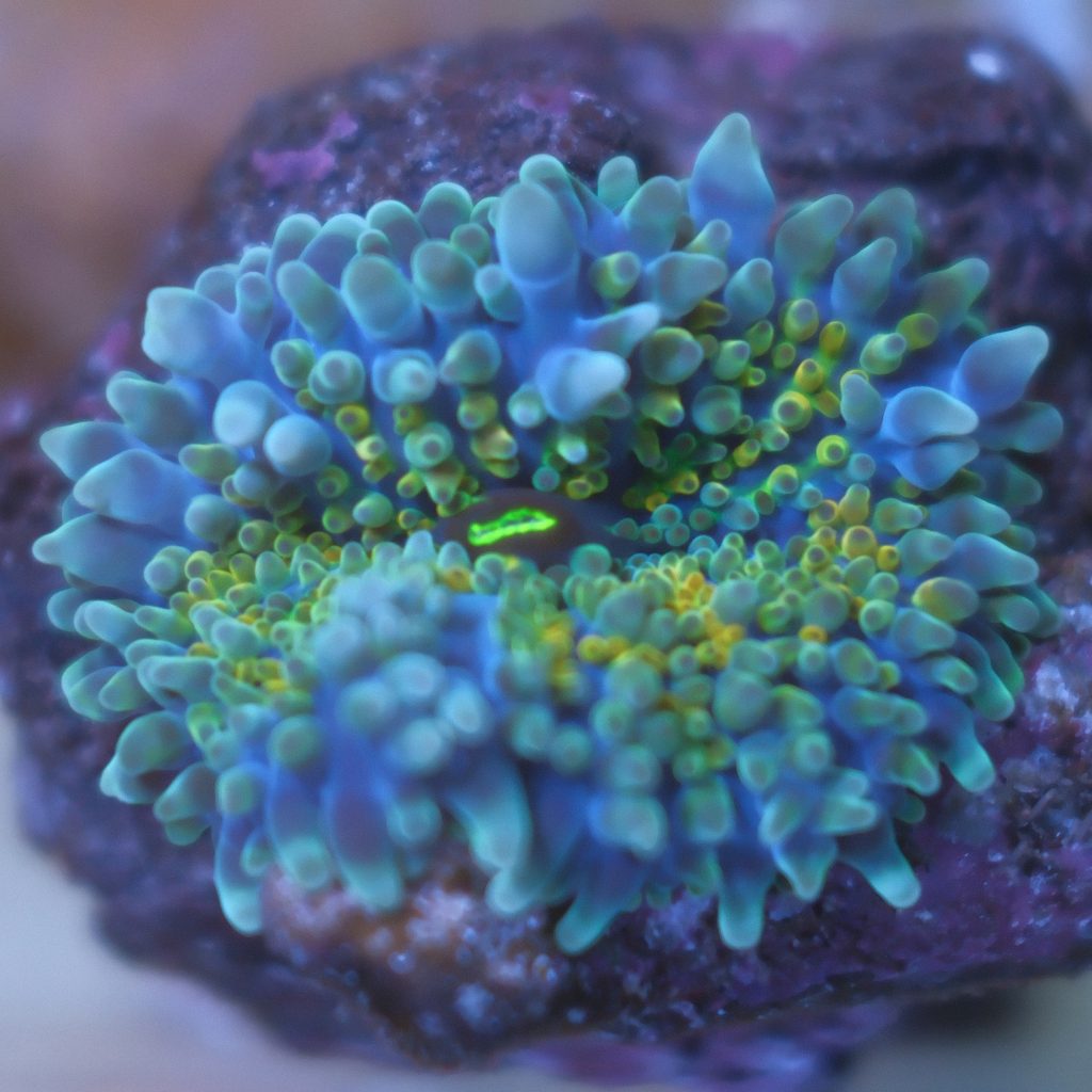 Ultra Blue Ricordea Yuma coral showing rainbow blue, yellow, orange, and green coloration