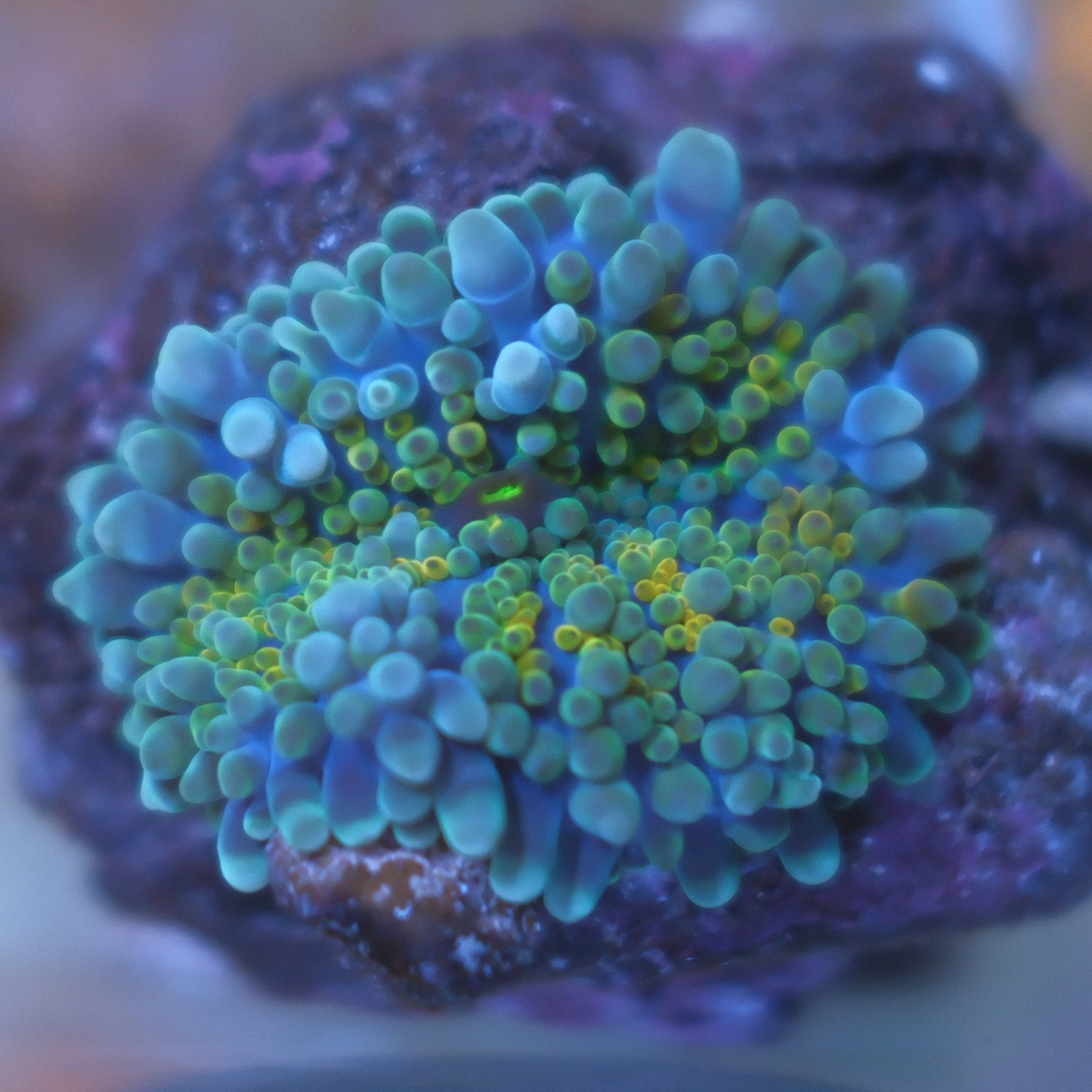 Ultra Blue Ricordea Yuma coral showing rainbow blue, yellow, orange, and green coloration