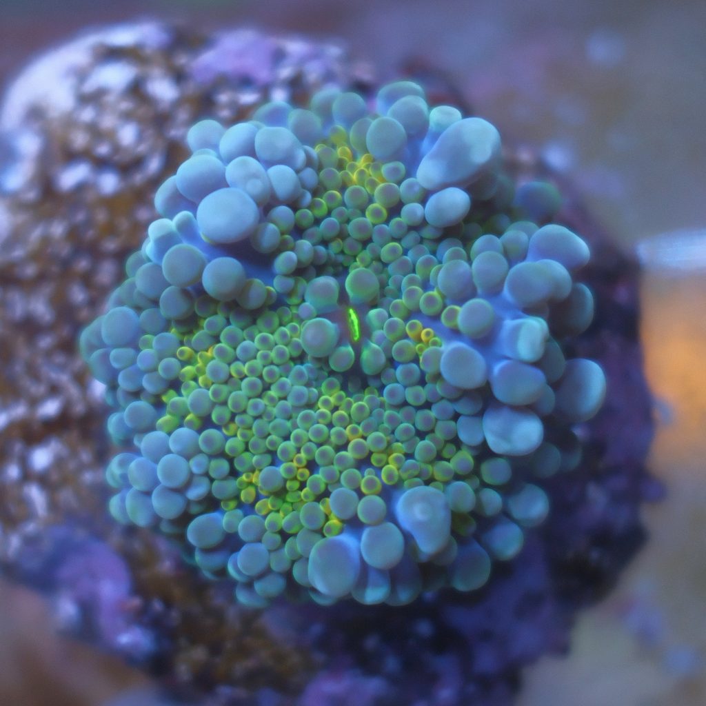 Ultra Blue Ricordea Yuma coral showing rainbow blue, yellow, orange, and green coloration