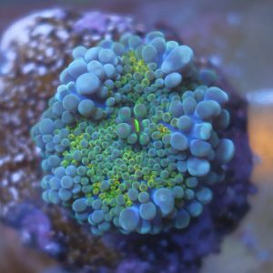 Ultra Blue Ricordea Yuma coral showing rainbow blue, yellow, orange, and green coloration