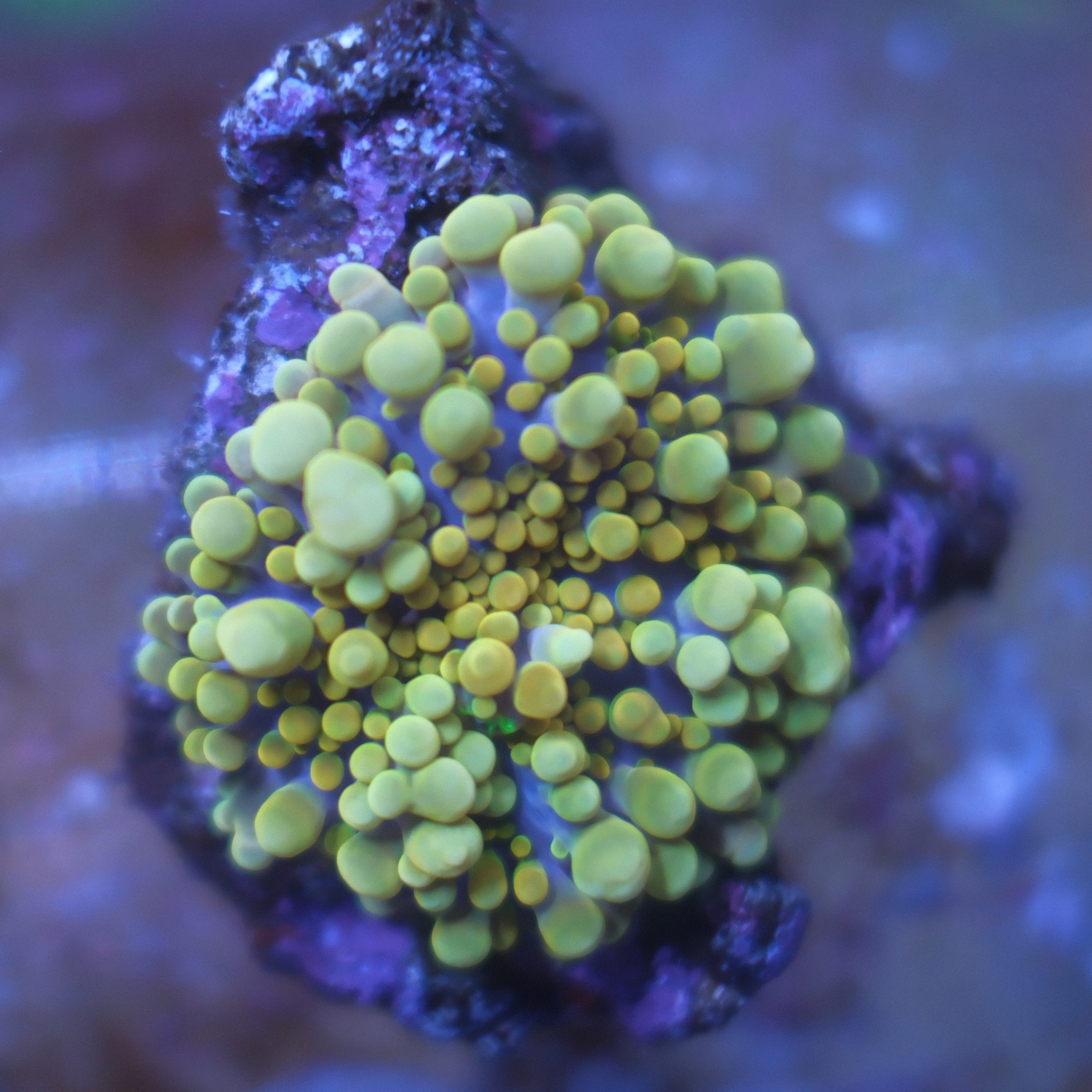 Golden Ricordea Yuma coral showing bright gold coloration