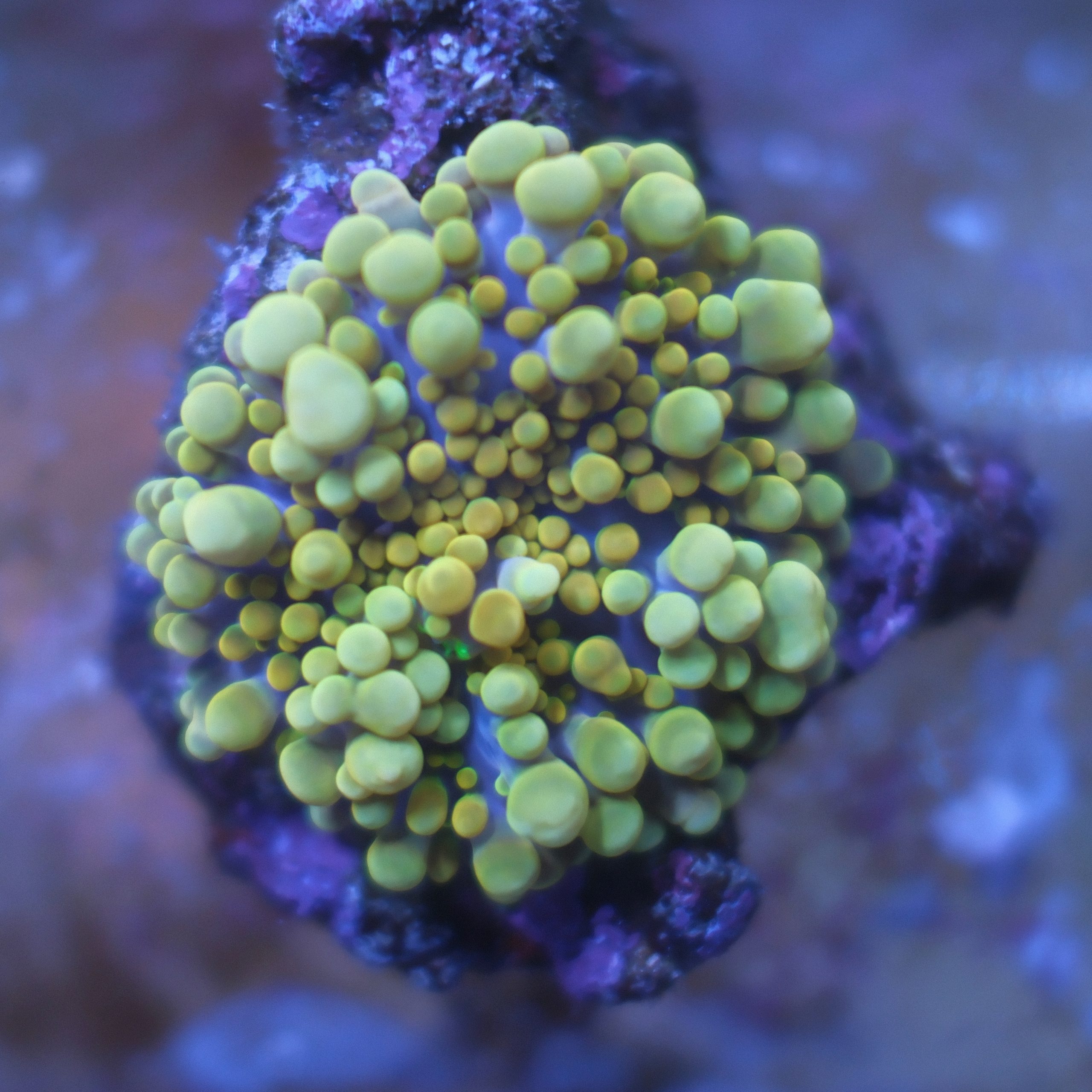 Golden Ricordea Yuma coral showing bright gold coloration