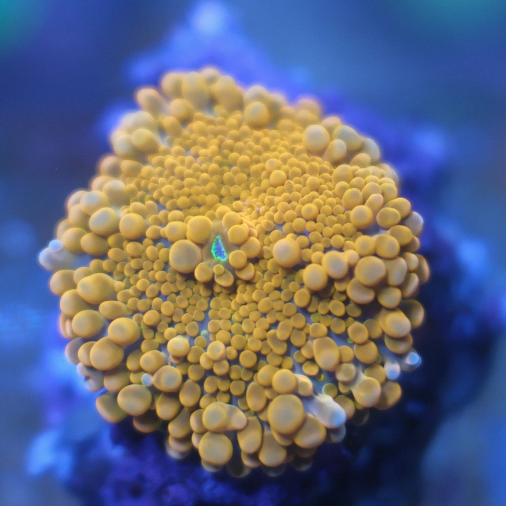 Ricordea Yuma coral showing bright orange or mandarin coloration