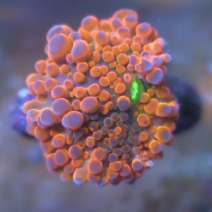 Orange Ricordea Yuma coral showing reddish orange and purple coloration