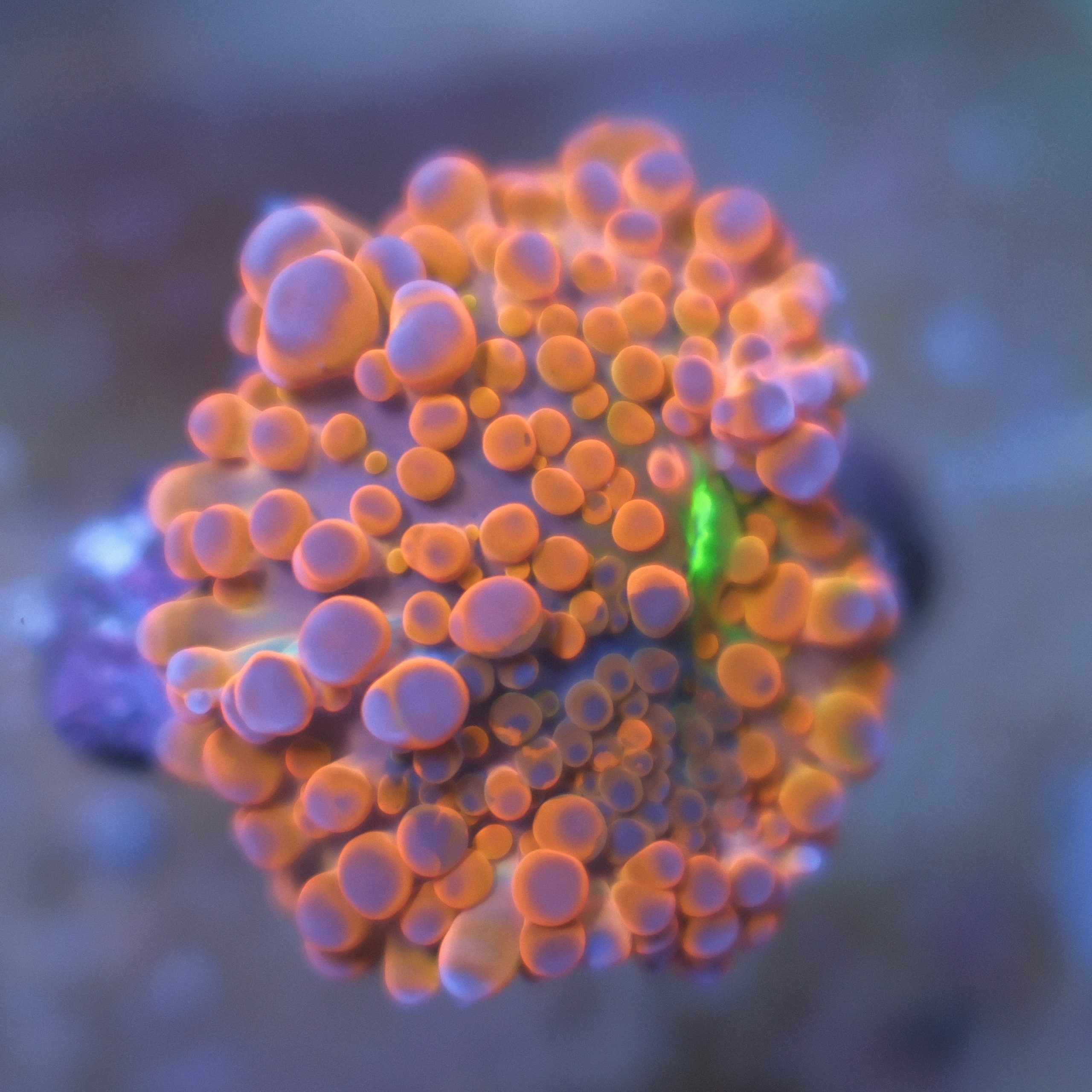 Orange Ricordea Yuma coral showing reddish orange and purple coloration