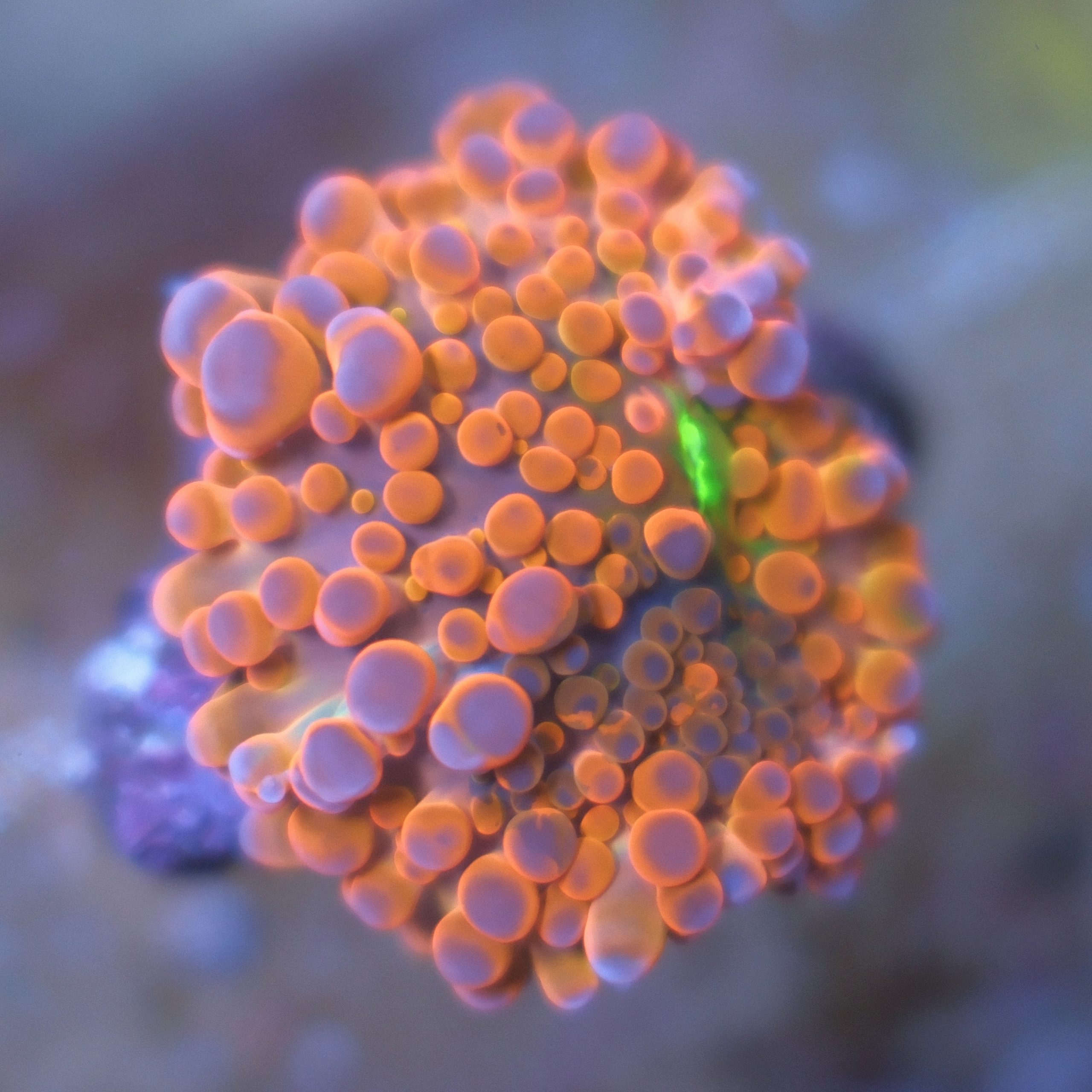 Orange Ricordea Yuma coral showing reddish orange and purple coloration