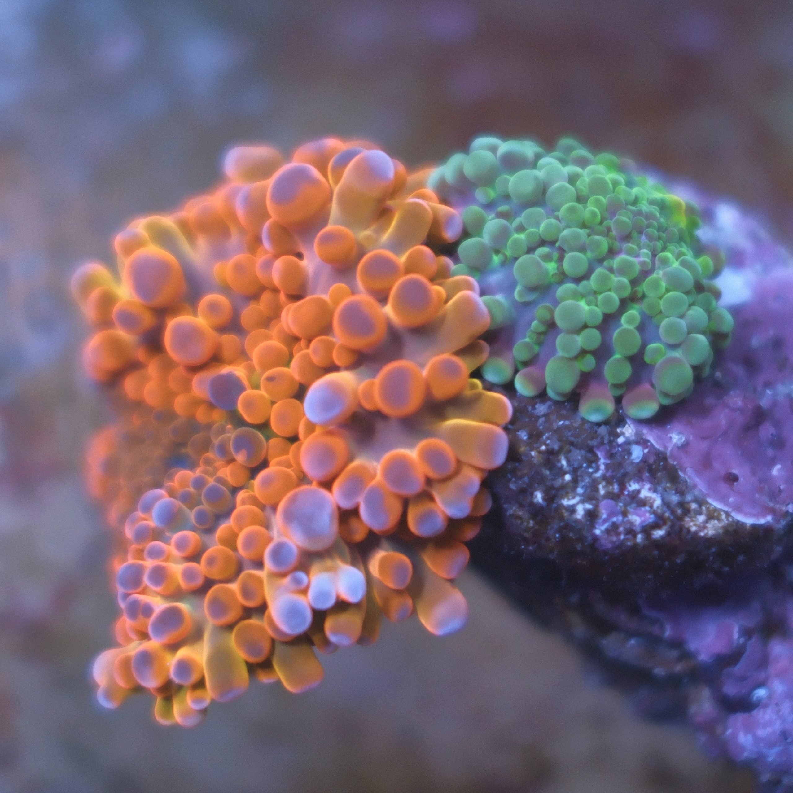 Two Ricordea Yuma corals on a single rock with reddish orange, purple, and bright green coloration