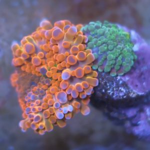 Two Ricordea Yuma corals on a single rock with reddish orange, purple, and bright green coloration