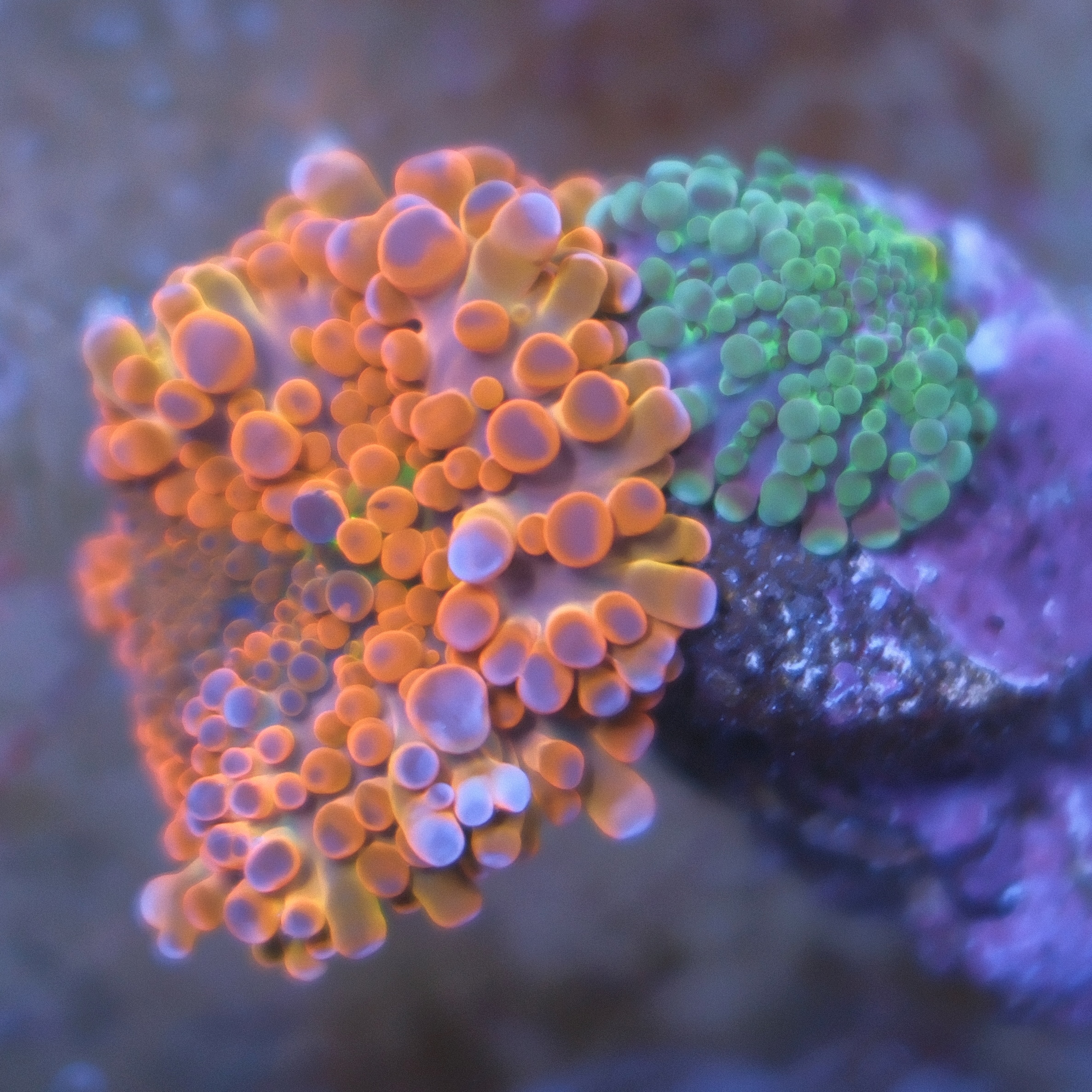 Two Ricordea Yuma corals on a single rock with reddish orange, purple, and bright green coloration
