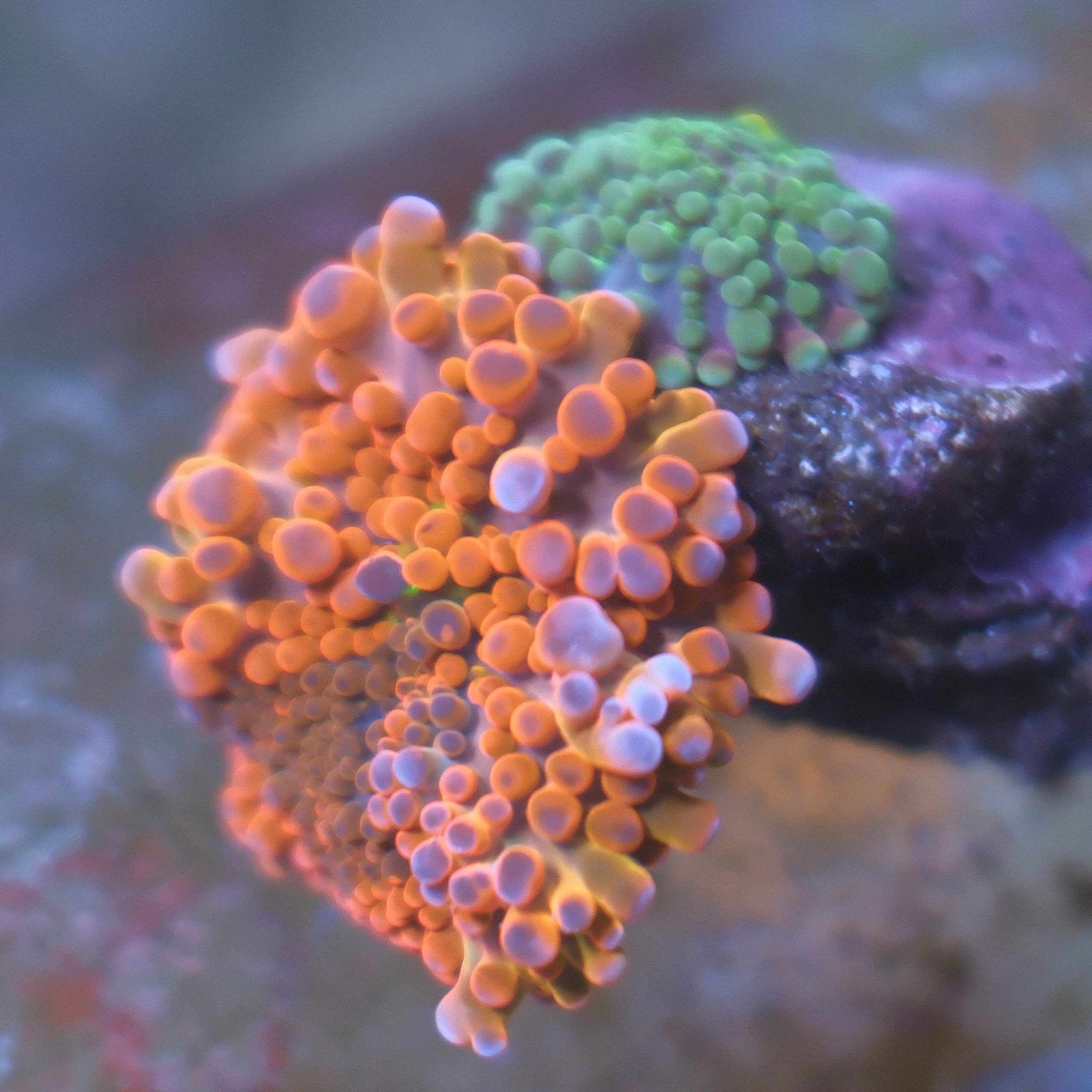 Two Ricordea Yuma corals on a single rock with reddish orange, purple, and bright green coloration