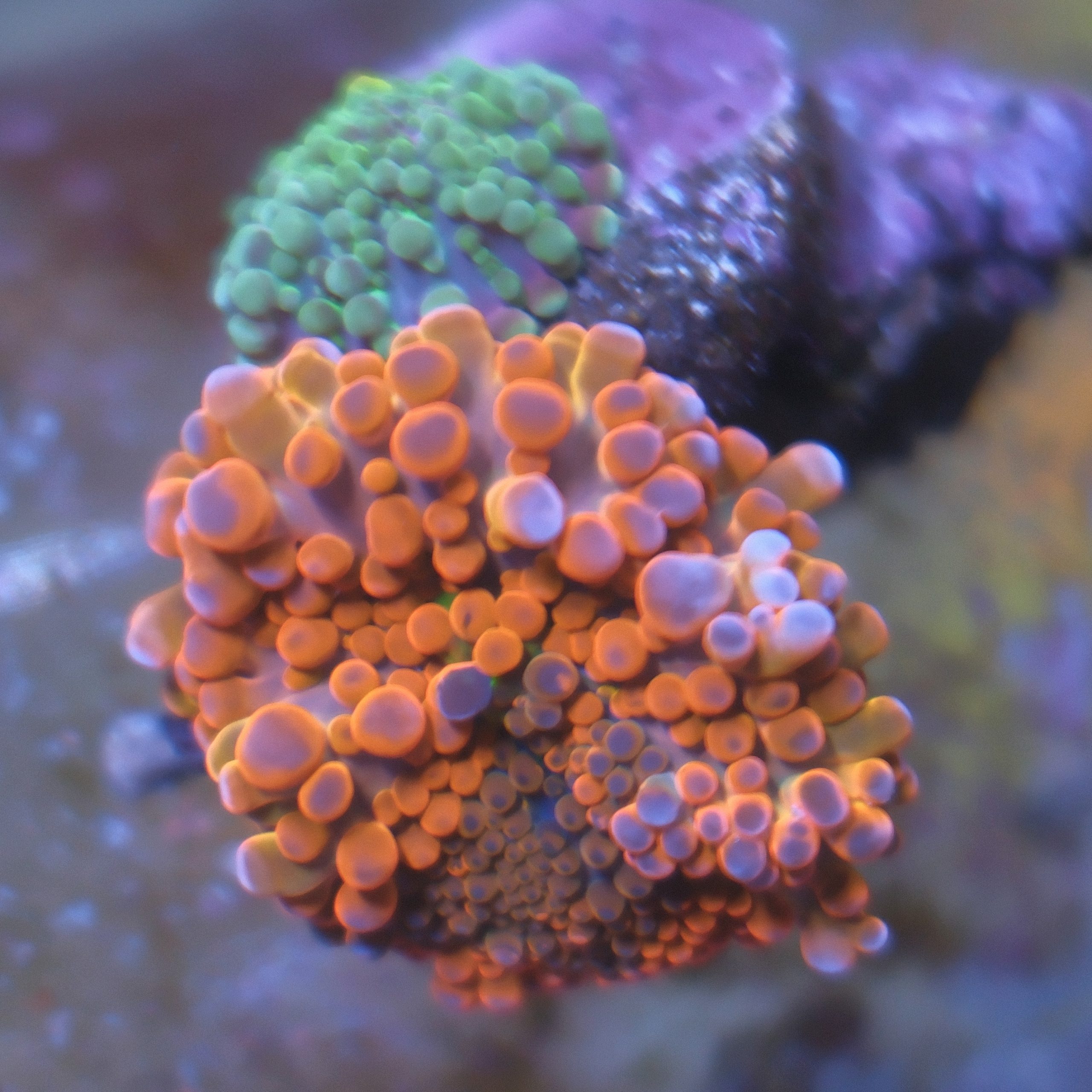 Two Ricordea Yuma corals on a single rock with reddish orange, purple, and bright green coloration