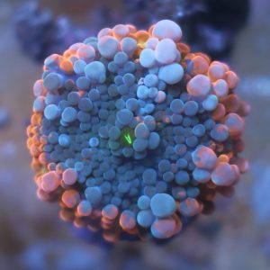 Ultra Ricordea Yuma coral showing orange outside rim and purple coloration inside
