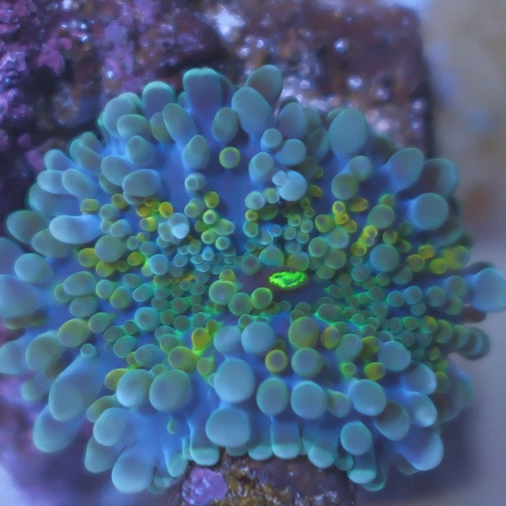 Ultra Blue Ricordea Yuma coral showing rainbow blue, yellow, orange, and green coloration