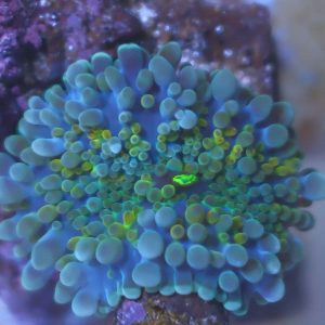 Ultra Blue Ricordea Yuma coral showing rainbow blue, yellow, orange, and green coloration
