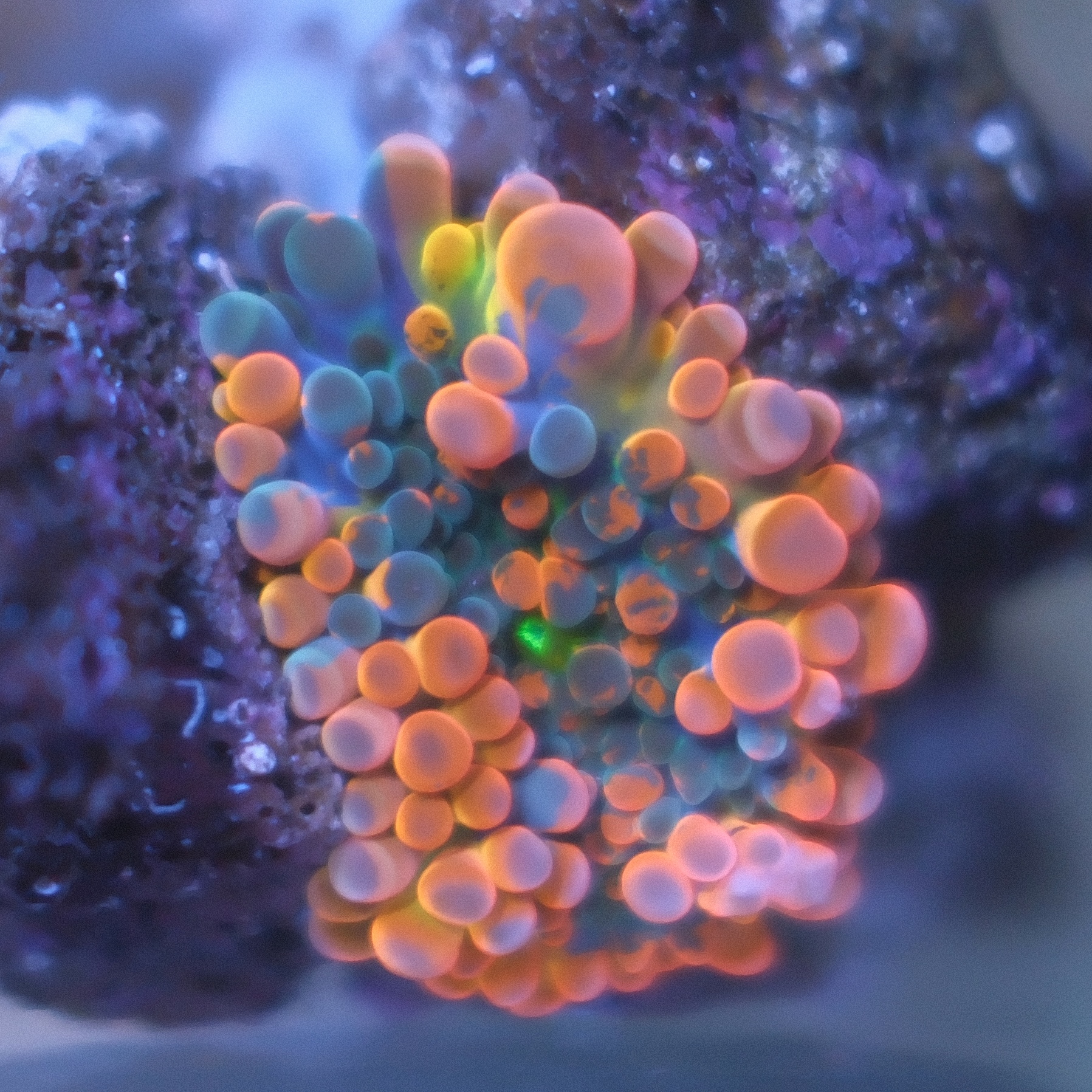 Ultra Ricordea Yuma coral showing orange outside and purple coloration