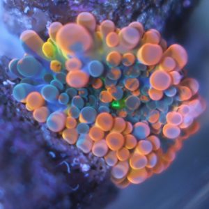 Ultra Ricordea Yuma coral showing orange outside and purple coloration