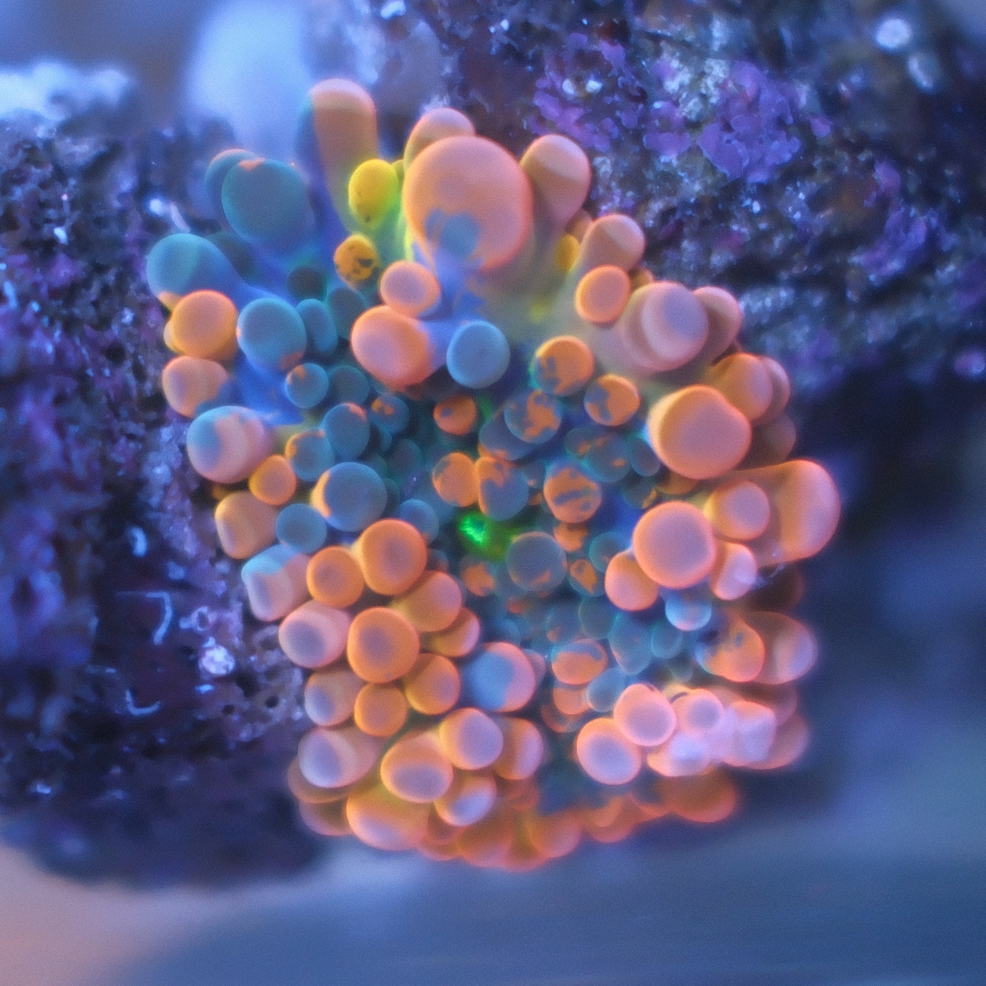Ultra Ricordea Yuma coral showing orange outside and purple coloration