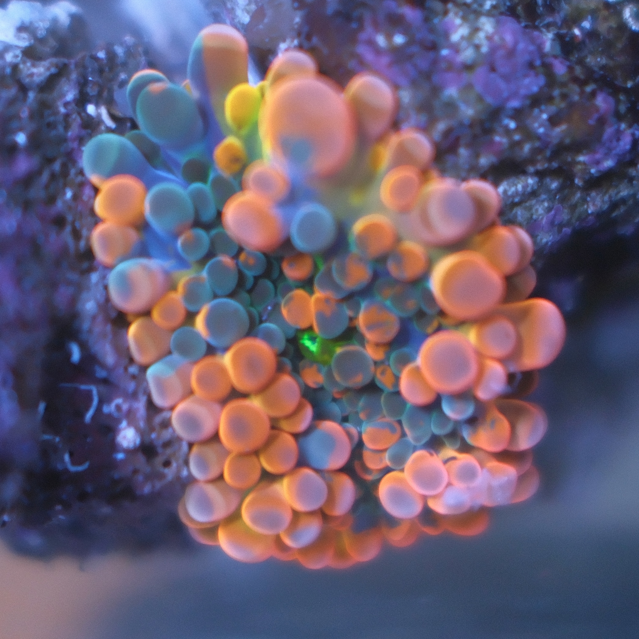 Ultra Ricordea Yuma coral showing orange outside and purple coloration