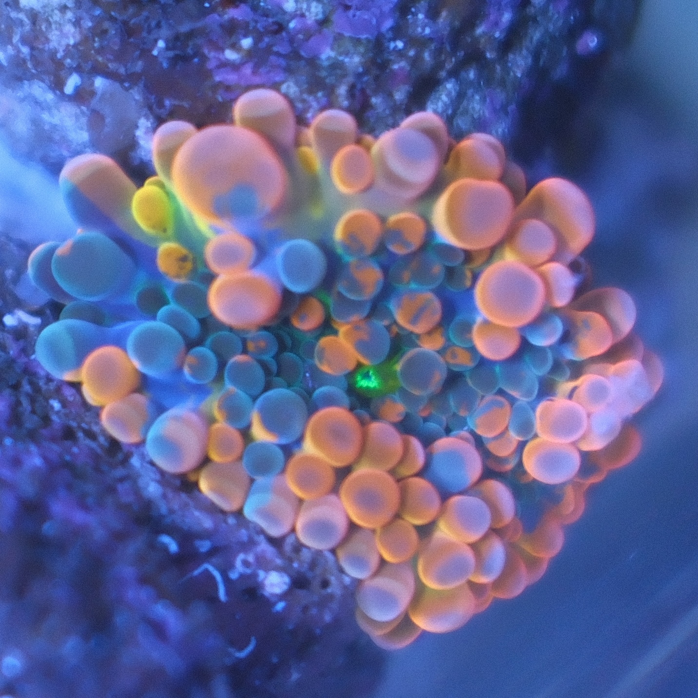 Ultra Ricordea Yuma coral showing orange outside and purple coloration