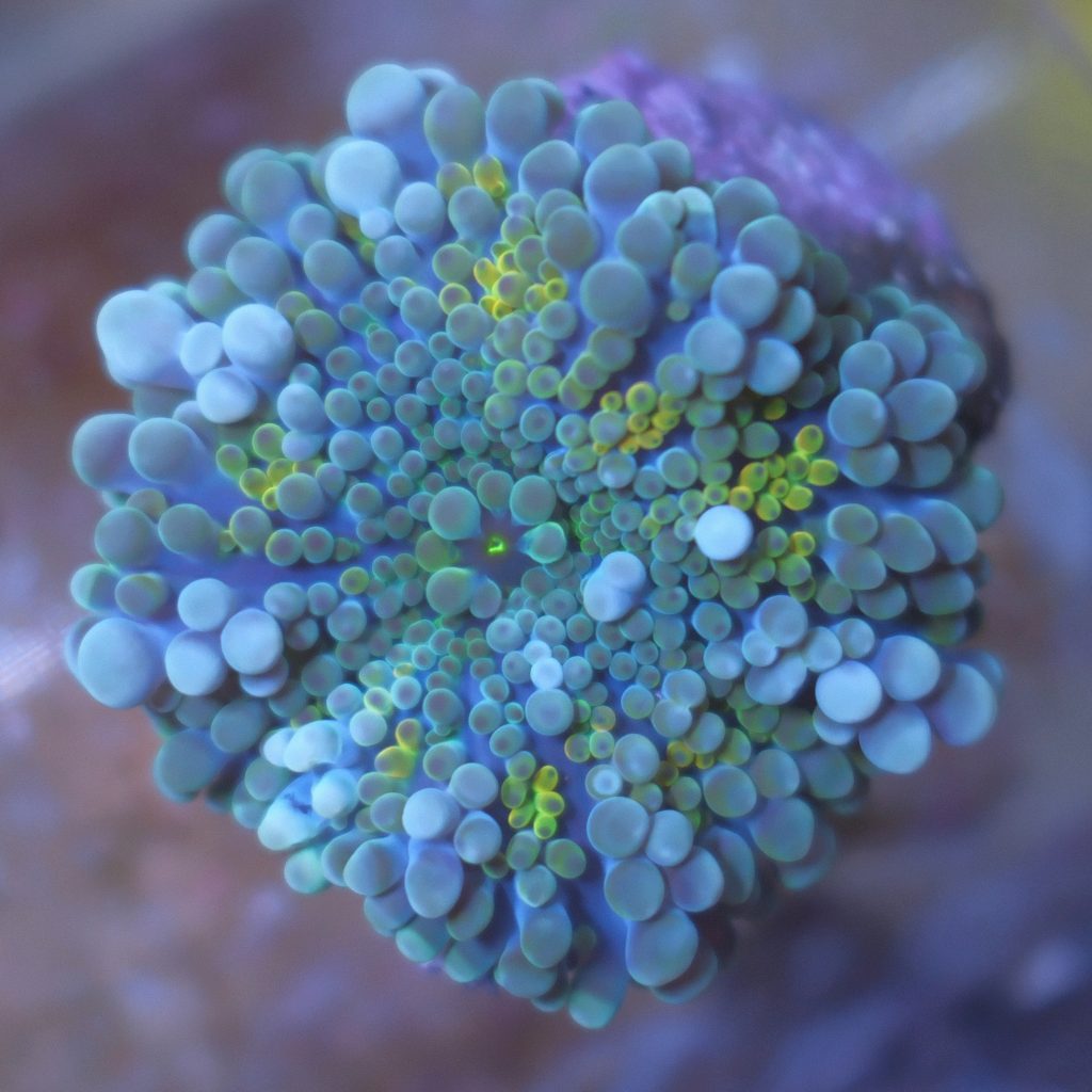 Ultra Blue Ricordea Yuma coral showing rainbow blue, yellow, orange, and green coloration