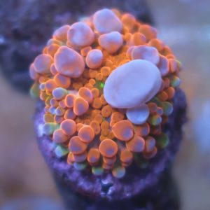 Orange Bounce Ricordea Yuma coral showing reddish orange coloration